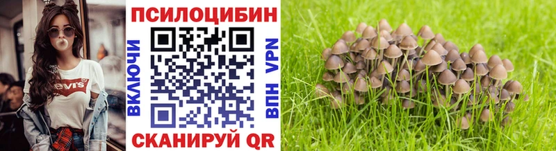 Псилоцибиновые грибы Psilocybe  Купить где  Тюмень 